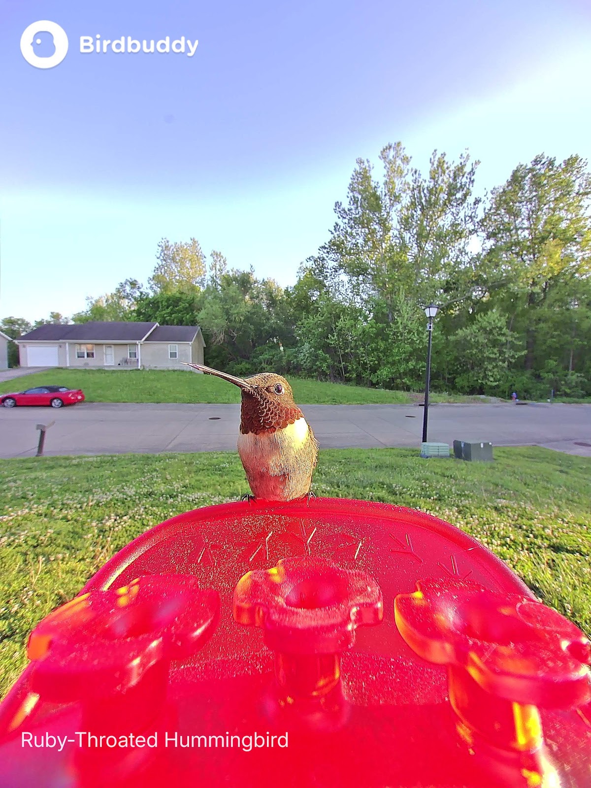 Latest BirdBuddy Hummingbirds photo